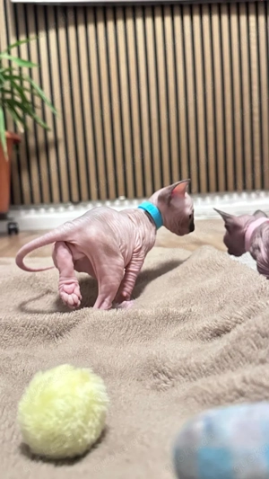 Sphynx Kitten Kätzchen Junge und Mädchen  Berlin