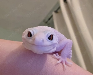 Leopardgecko super snow white 