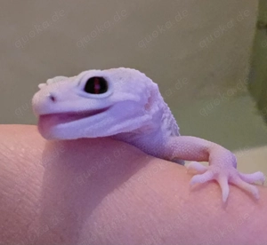 Leopardgecko super snow 