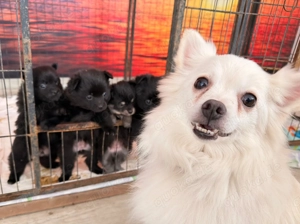 Mittelspitz Welpen,schöne Farben