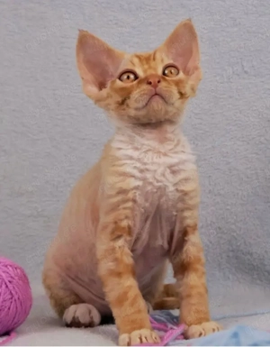 Devon Rex Kätzchen