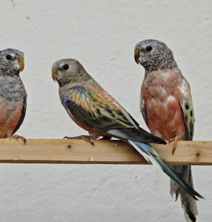 2 Bourke Sittiche aus 25 
