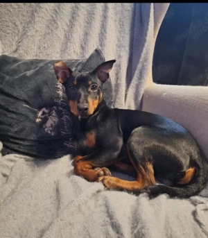 Dackel Zwergdackel Langhaar