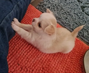 Chihuahua Welpen  in tolle Farben  lang +Kurzhaar 
