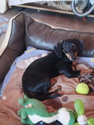     Liza sucht ihr Körbchen    