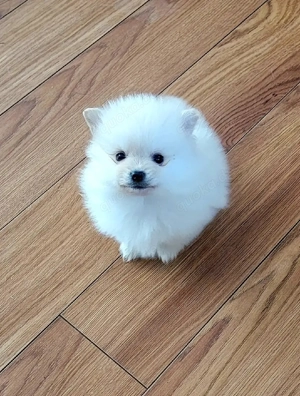 Zwergspitzp-pomeranian welpen