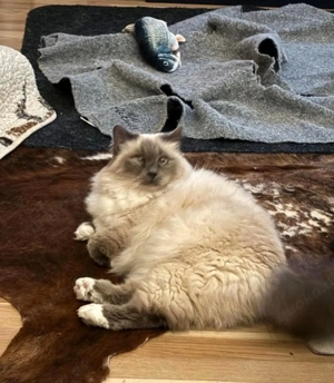 Birma Mix Dame 6 Jahre alt