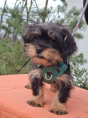     Seppl sucht ein Zuhause    