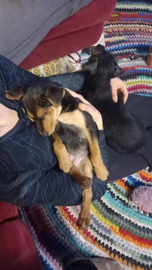     Susi sucht ihre Familie     Bild 4