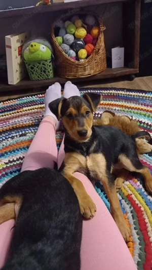     Susi sucht ihre Familie     Bild 5