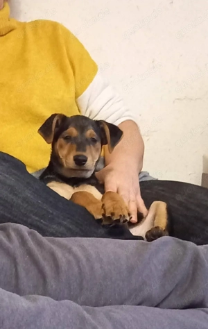     Susi sucht ihre Familie     Bild 2