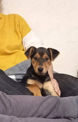     Susi sucht ihre Familie     Bild 3