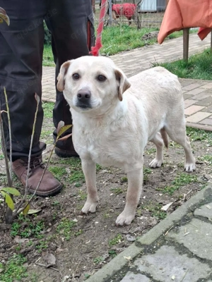     Vanilla sucht eine Familie    