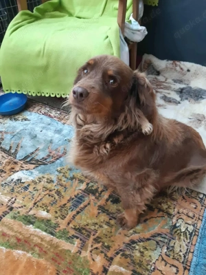     Leilani sucht ein Zuhause    