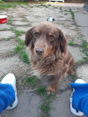     Leilani sucht ein Zuhause    