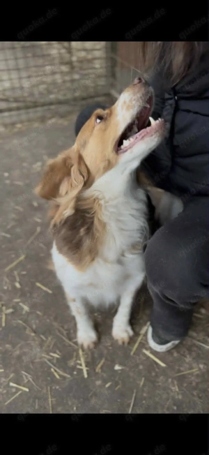     Nala sucht ihr Körbchen    