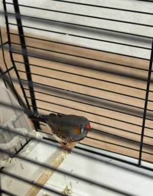 Zebrafinken mit Käfig