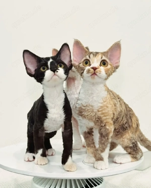 Wunderschöne Devon Rex-Kätzchen suchen ein neues Zuhause