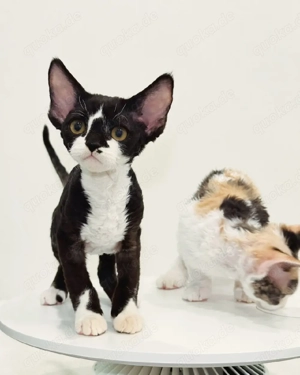 Devon Rex-Kätzchen suchen ein neues Zuhause