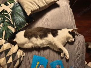 Zwei liebenswerte Kater suchen ein zu Hause  Bild 3