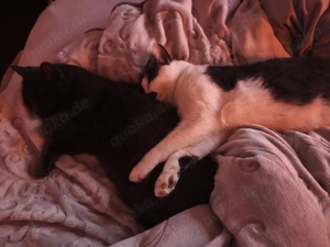 Zwei liebenswerte Kater suchen ein zu Hause  Bild 2