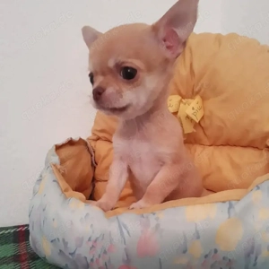 Winzige Chihuahua-Welpen suchen ein liebevolles Zuhause