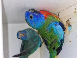 Glanzsittiche Zucht Pärchen 80  