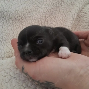 Süße Chihuahua-Welpen mit Gesundheitsnachweis   Rüden & Hündinnen verfügba
