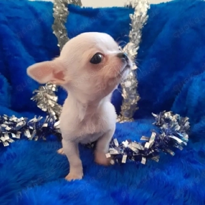 Bezaubernde Chihuahua-Welpen suchen ein liebevolles Zuhause   gesund, verspielt und bereit für ein Z