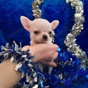 Winzige Chihuahua-Welpen suchen ein liebevolles Zuhause Unsere süßen Chihuahua-Babys 