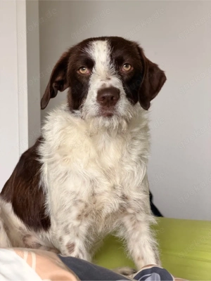 Tormenta   Sonnenschein auf vier Pfoten sucht ihr Für-immer-Zuhause