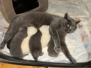 Erfahrener BKH Colorpoint Deckkater Bild 9