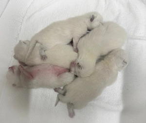 Erfahrener BKH Colorpoint Deckkater Bild 7