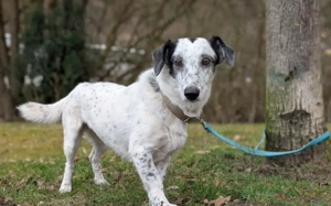 Spotty sucht hundeerfahrene Menschen Bild 5