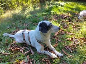 Spotty sucht hundeerfahrene Menschen Bild 3