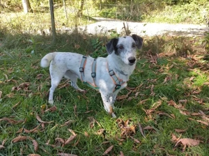 Spotty sucht hundeerfahrene Menschen Bild 4