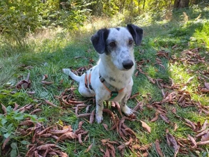Spotty sucht hundeerfahrene Menschen Bild 2
