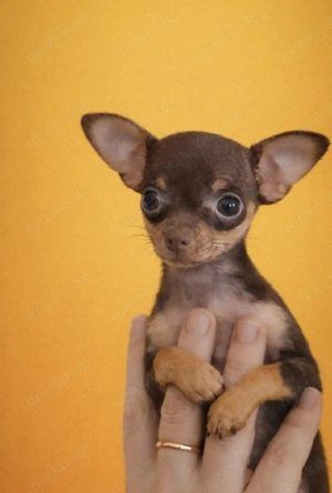 Mini Russkiy Toy Reinrassige Welpen 