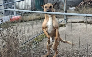 Creo sucht sein Traumzuhause Bild 2