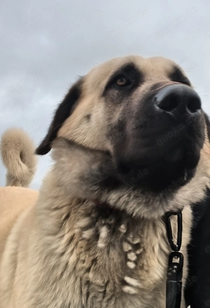Kangal in gute Hände abzugeben 