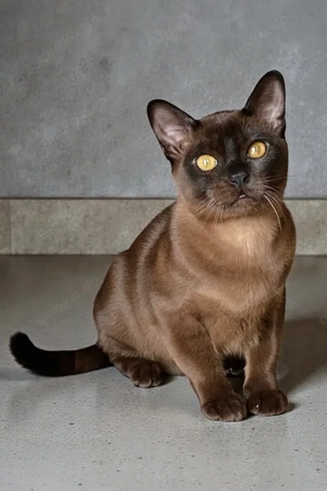 Mein Name ist Osman, und ich bin ein sablefarbener burmesischer Junge