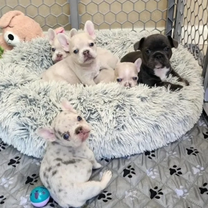 Gut sozialisierte französische Bulldoggenwelpen abzugeben Gut sozialisierte französische Bulldoggenw