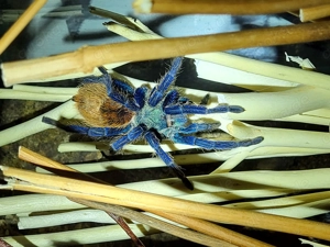 Chromatopelma cyaneopubescens 0.1