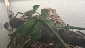 nehme reptilien und wirbellose auf