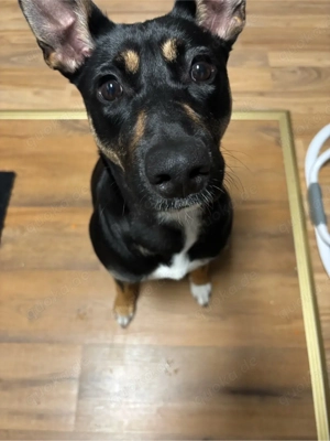 Mischlingshündin sucht ihr für immer zuhause