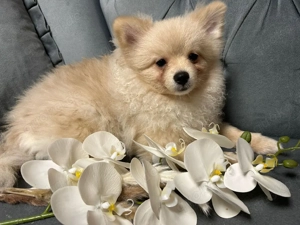 Pomeraner zwergspitz Rüde  Bild 3