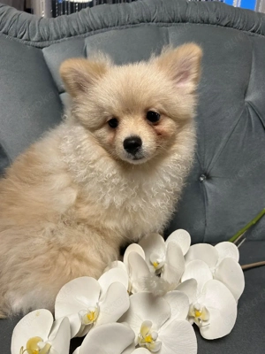 Pomeraner zwergspitz Rüde  Bild 4