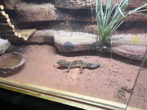 Biete Leopardgeckos mit terrarium  Bild 4