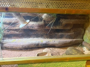 Biete Leopardgeckos mit terrarium  Bild 3
