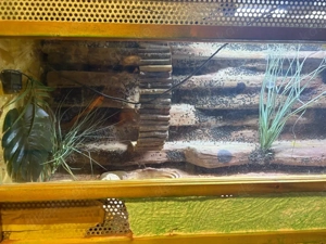 Biete Leopardgeckos mit terrarium  Bild 2